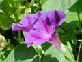 morning glories growing in the compost bin